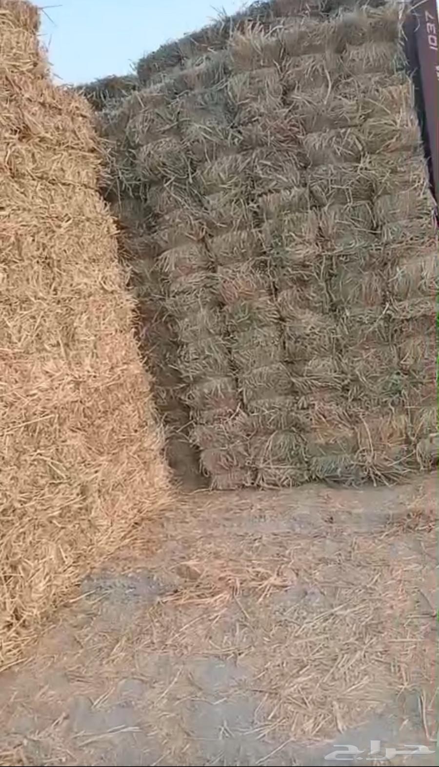 بونيكام للبيع64574285951747111