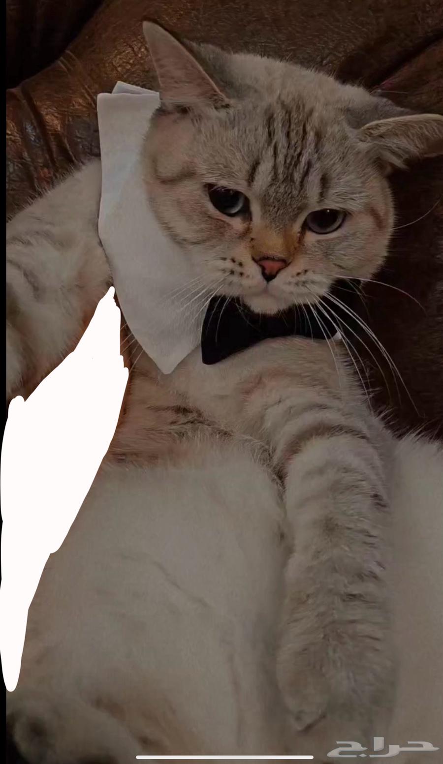 قط بريتش للبيع64575154232707110