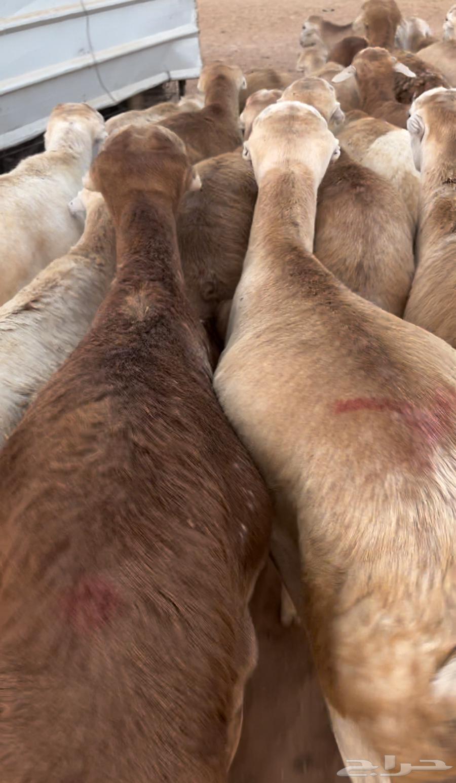 Ram Rafidi64577642876161110