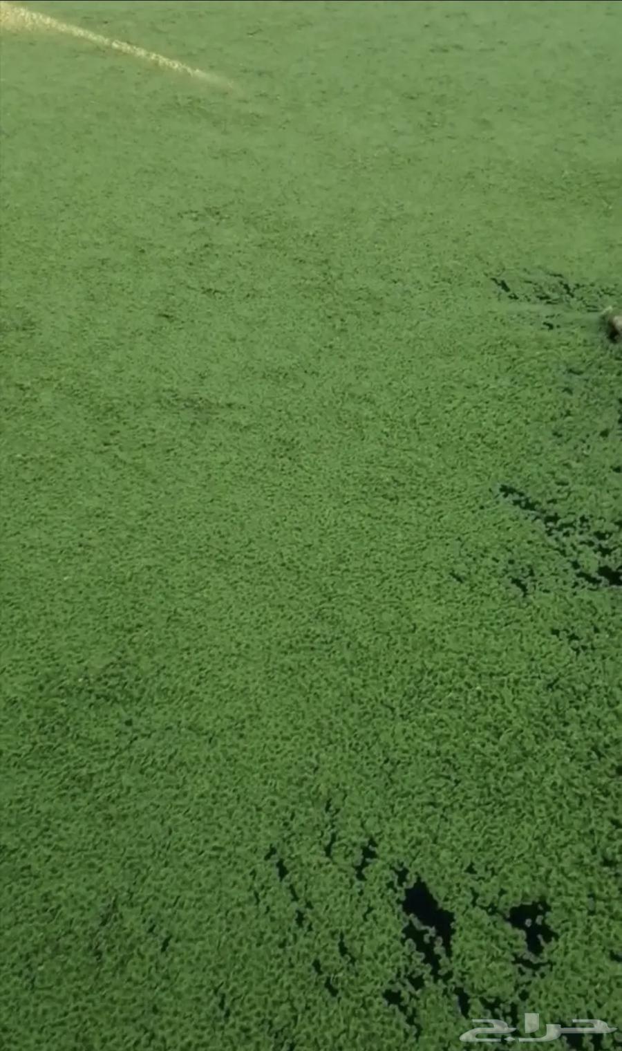 Azolla64565549865987112