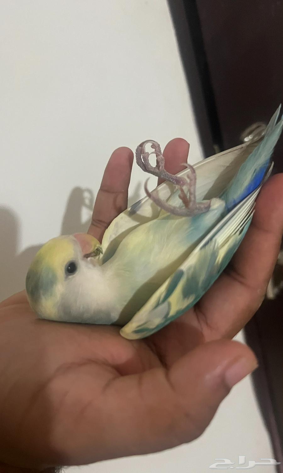 روز اليف جميل وينسدح على ظهره ونشبه يجي على الكتف والراس64575517718530111