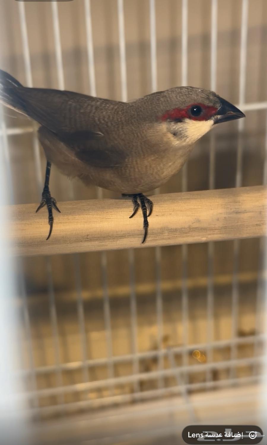 Zebra Strawberry64573629471745110