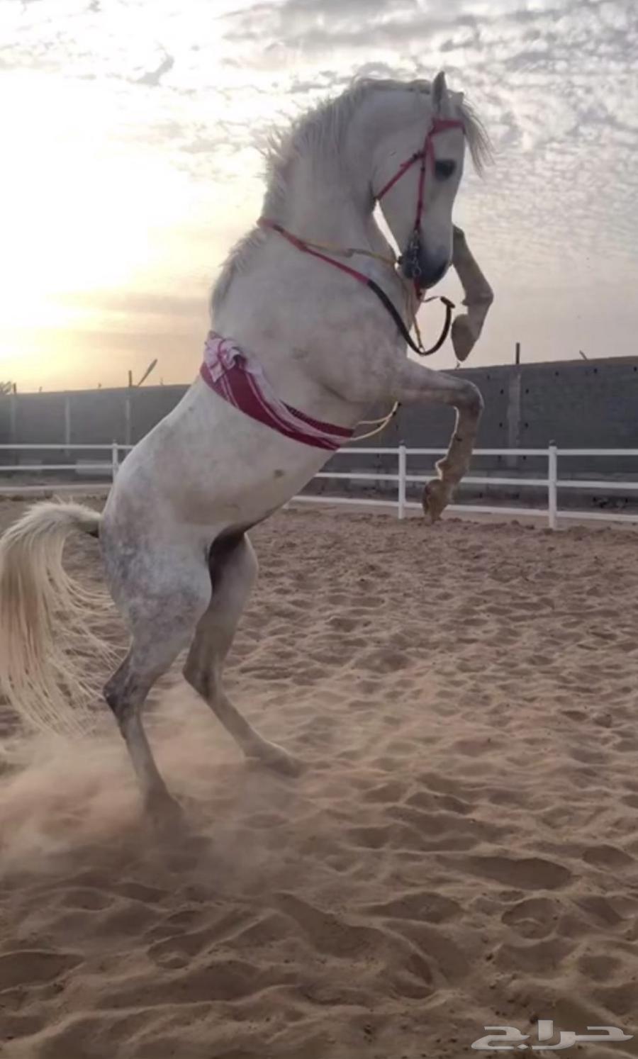 حصان ورق للبيع64572737260673110