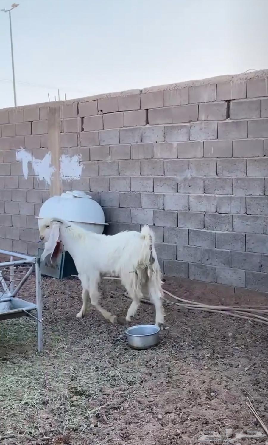 تيس هولندي64571908823169112