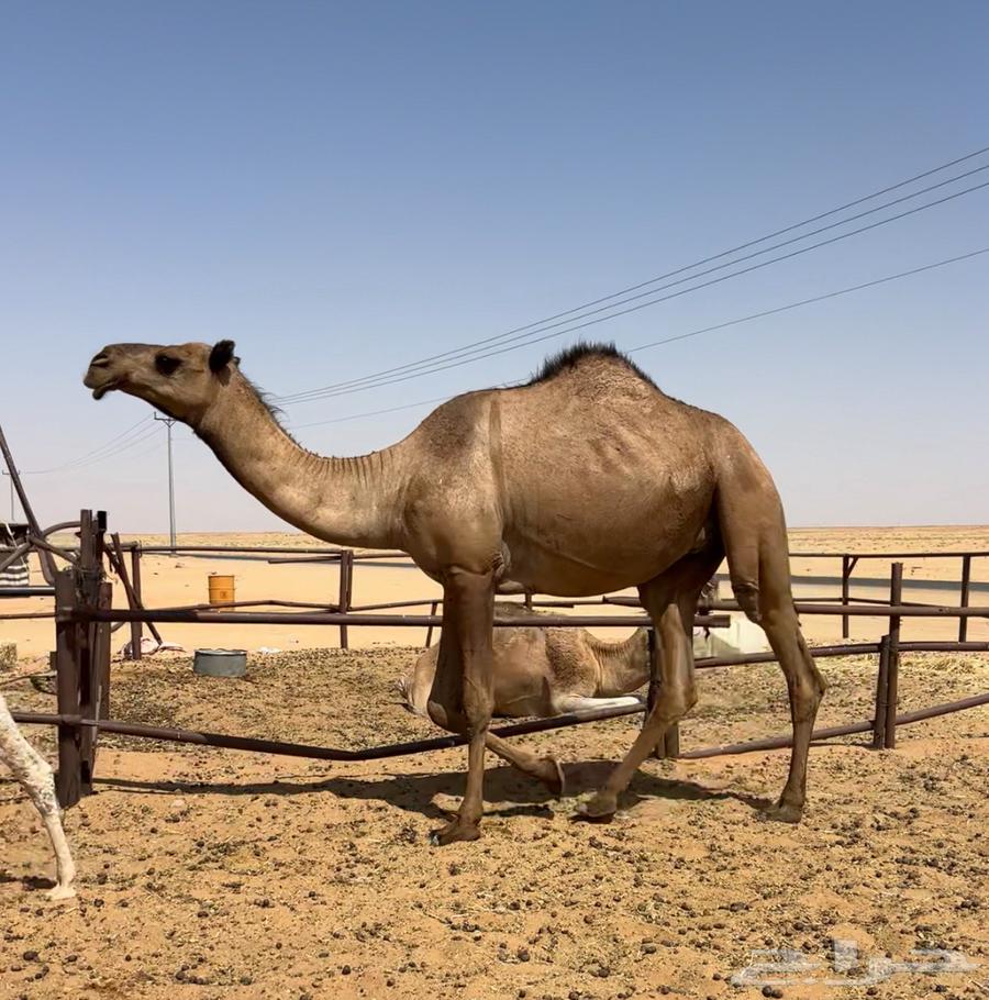 بكره صفرا لقحه64575808566657112