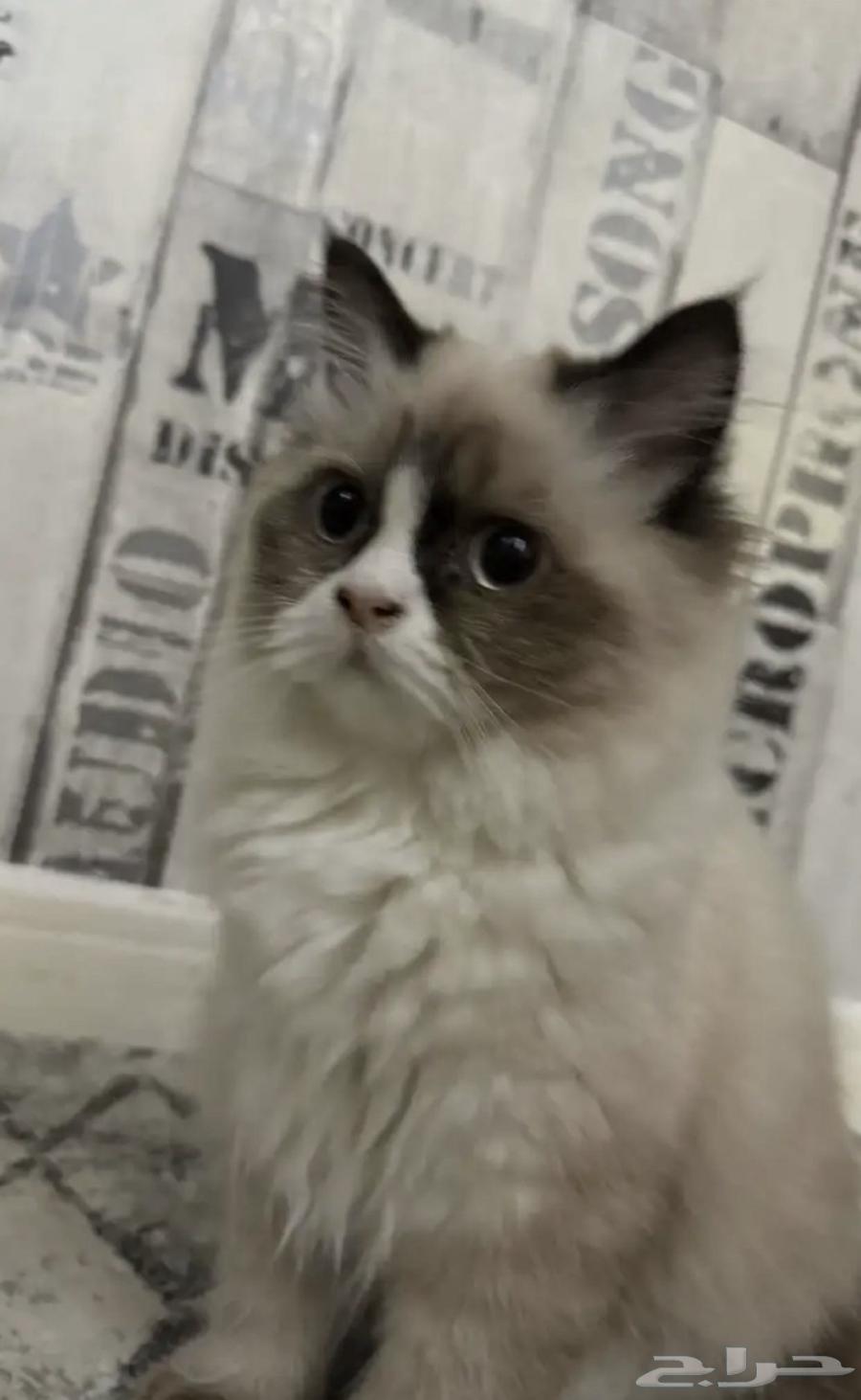 قطة انثى راغدول64573502483969110