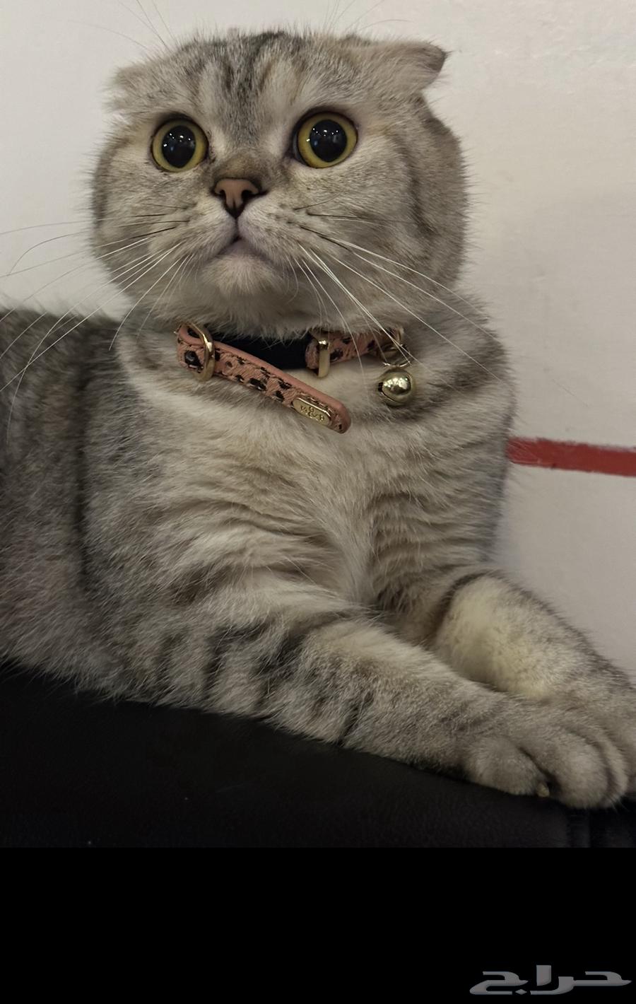 Scottish fold64579718552321113