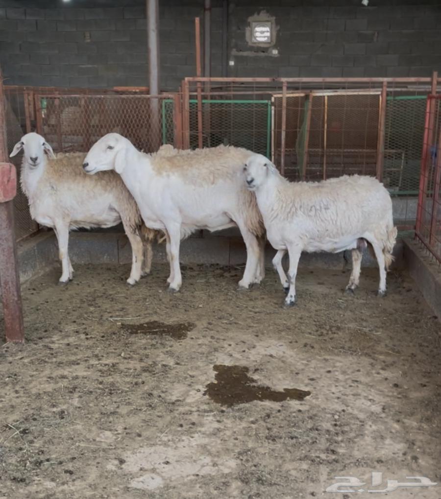 شياه حيل سمان وصغار سن ( تم البيع )64574776438146110
