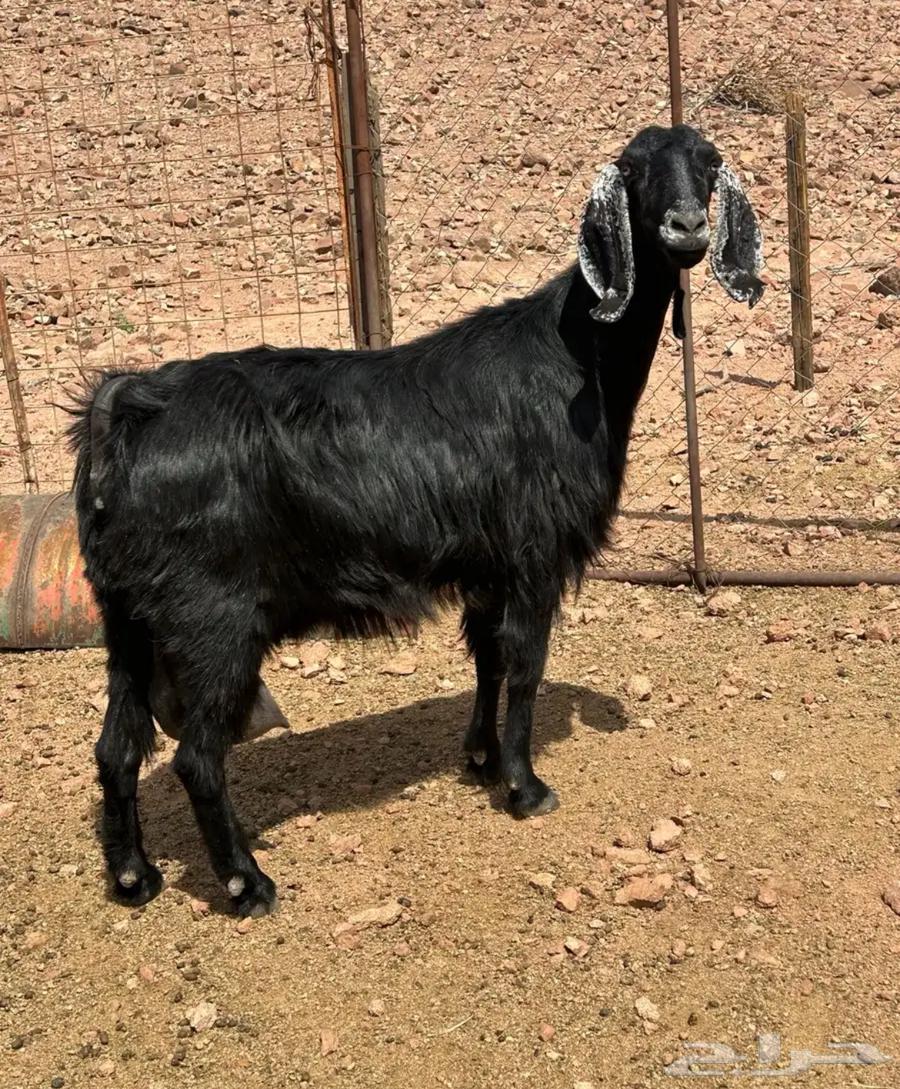 Goat with a pit for sale64556226479618110