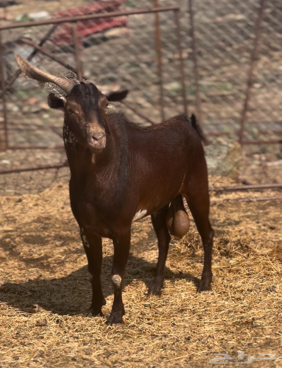 تيس فحل ادبس تم البيع64576924548354111