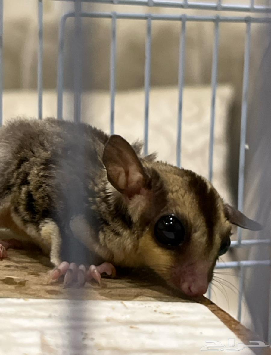 السنجاب الطائر شوقر قلايدر للبيع64576562036993111