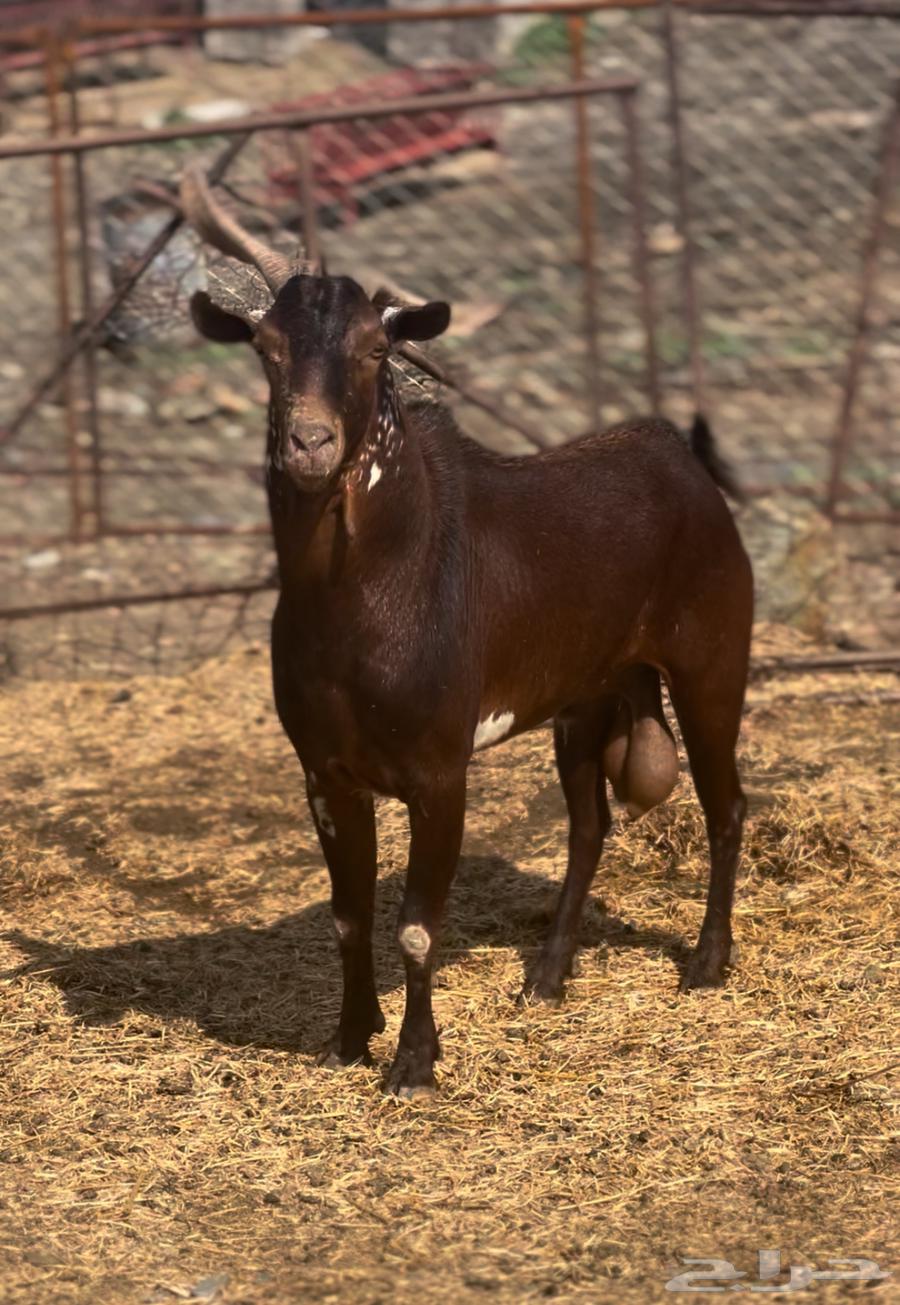 تيس فحل ادبس تم البيع64576924548354110