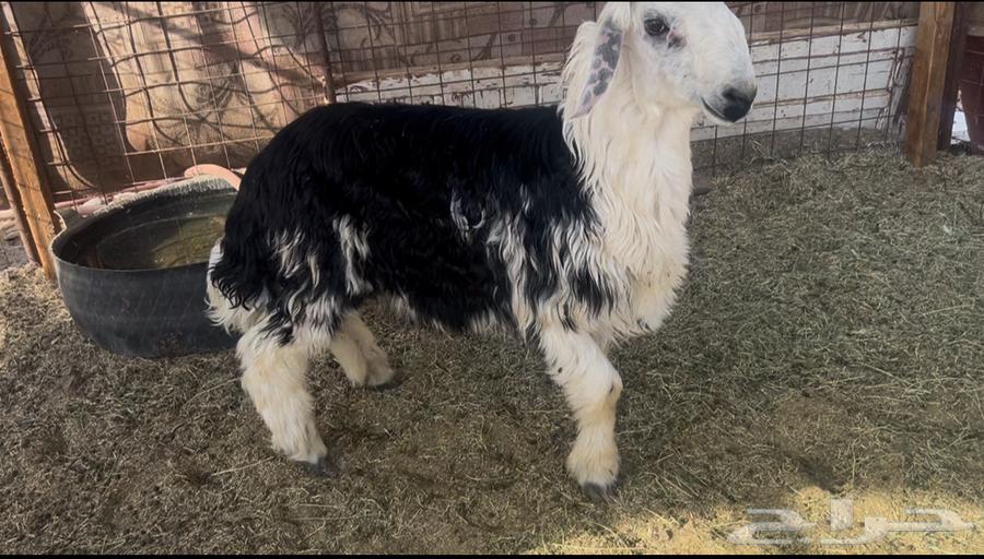 للبيع طلي نجدي 8 شهور ذبيحه64573333765123110