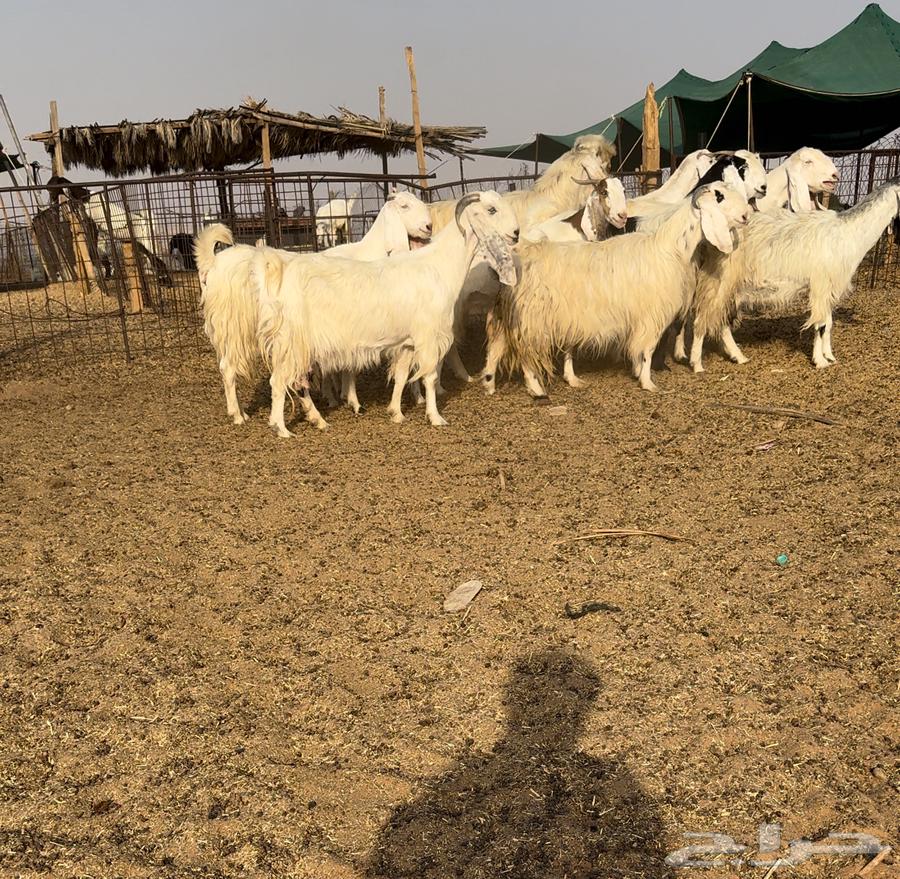 ماعز مصريات اصل اجروم وشعره ناهية تم البيع64578158972162110