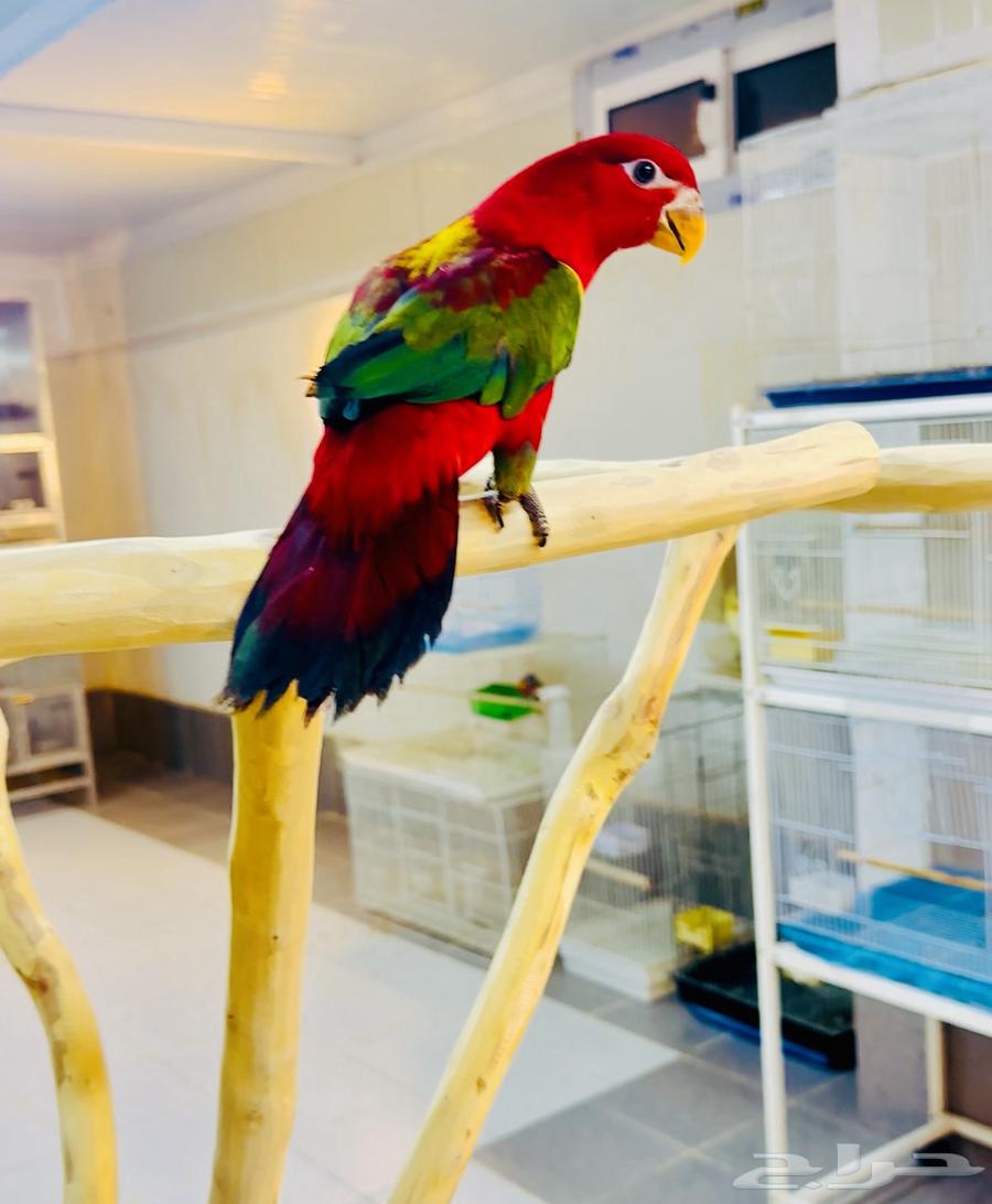 فرخ لوري ( شاترنج ) سوبر جامبو( تم البيع )64578535552898112