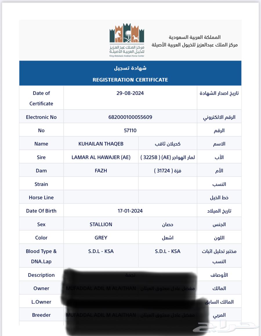 حصان عربي اصيل للبيع64572354735233112