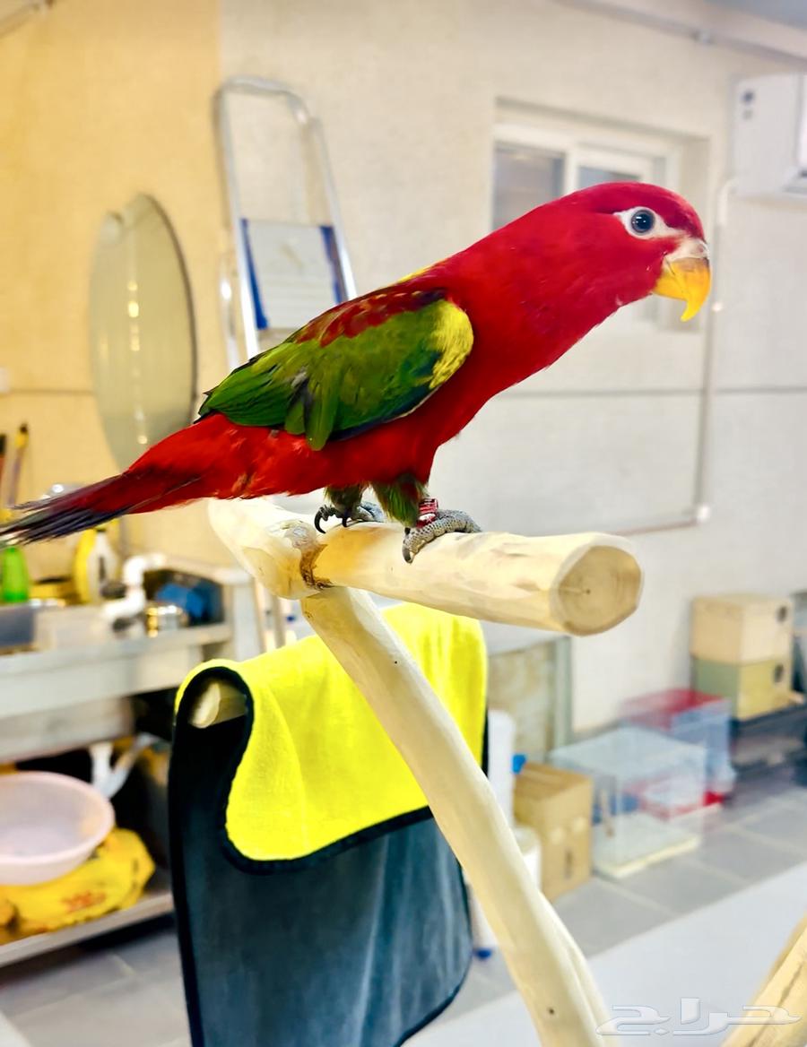 فرخ لوري ( شاترنج ) سوبر جامبو( تم البيع )64578535552898111