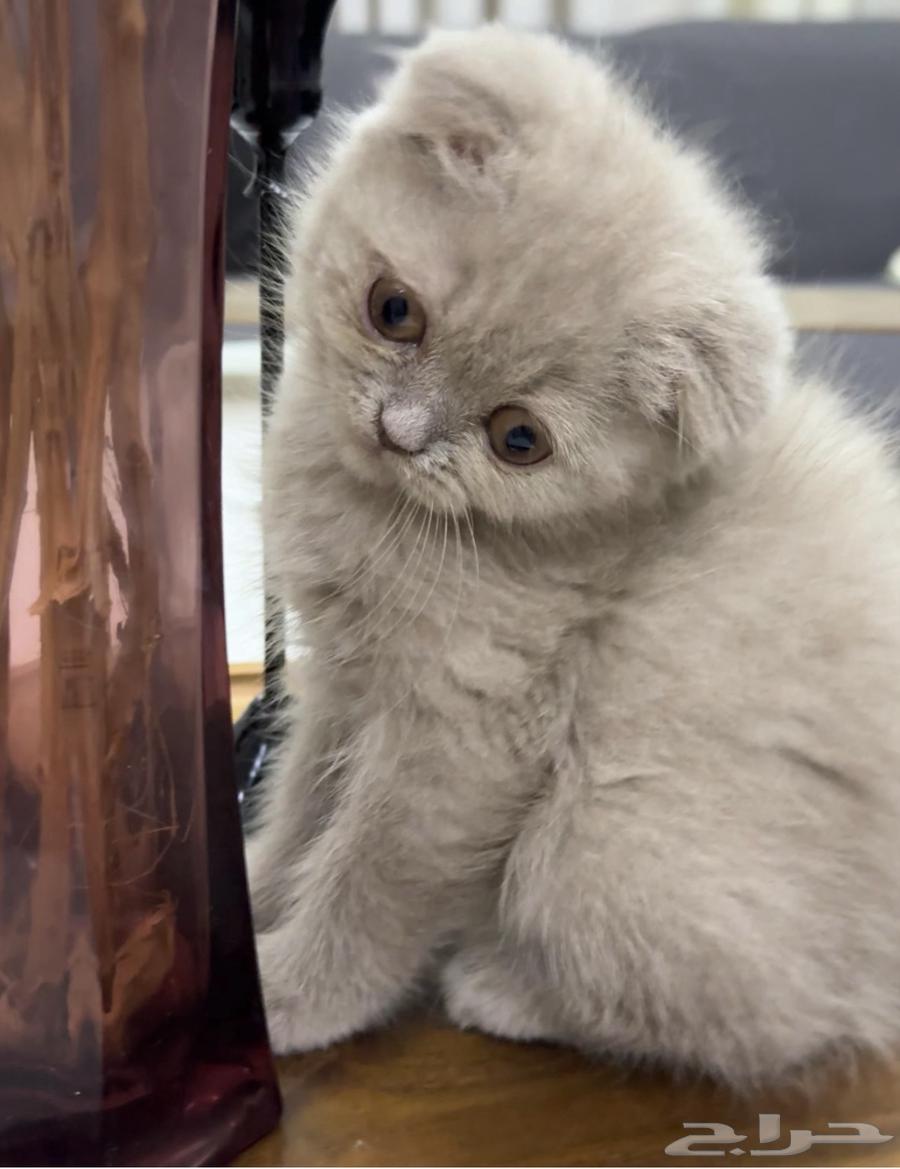 انثى اسكوتش فولد بيور للبيع64575918517890110