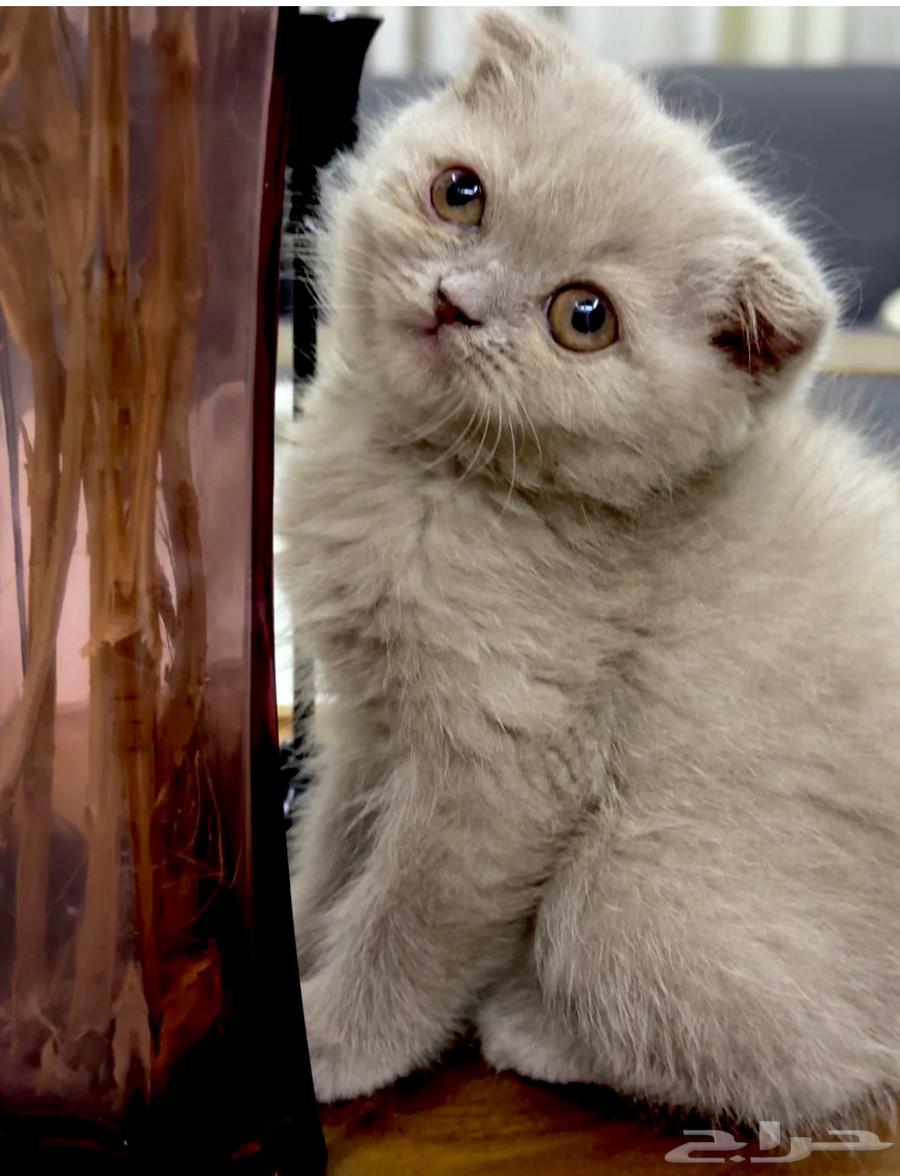 انثى اسكوتش فولد بيور للبيع64575918517890111