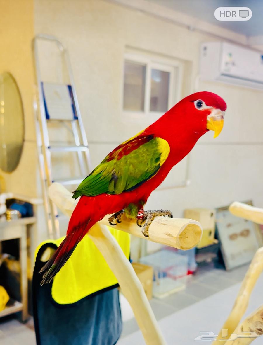 فرخ لوري ( شاترنج ) سوبر جامبو( تم البيع )64578535552898110