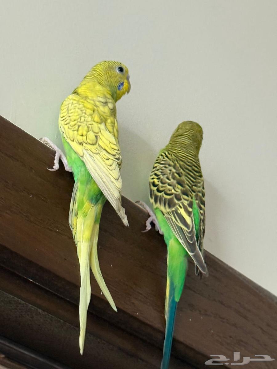 طيور للبيع64514389787393114