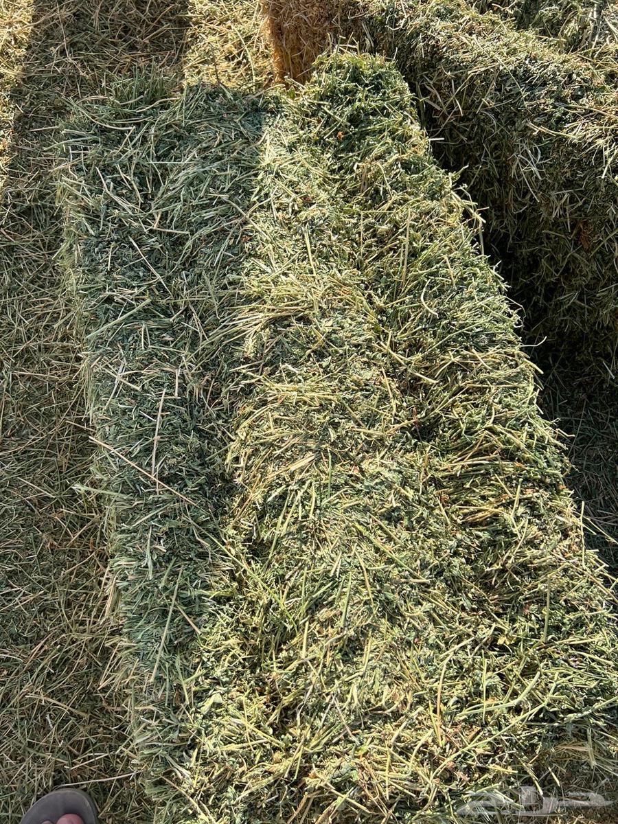 Soft clover64574790326531112