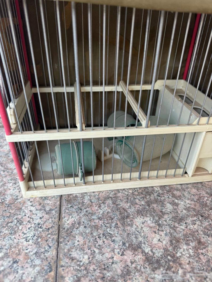 اقفاص تهدئة الحسون64579005667587110