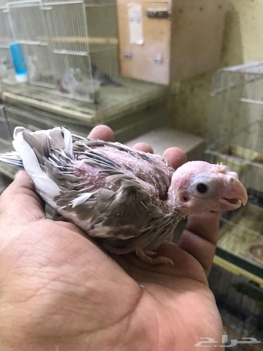 ( تم البيع ) فروخ كوكاتيل ( كروان ) جاهزة للغر والتدريب64578937207426113