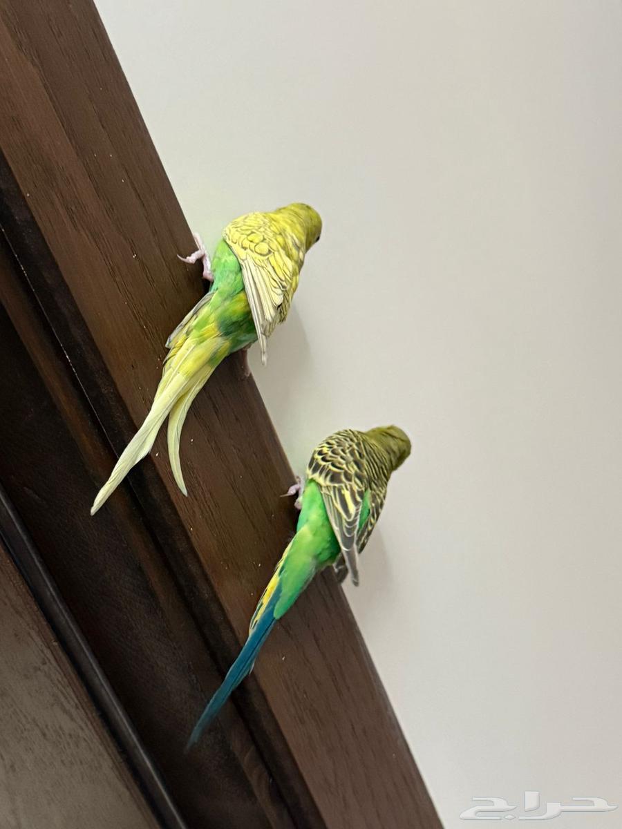 طيور للبيع64514389787393112