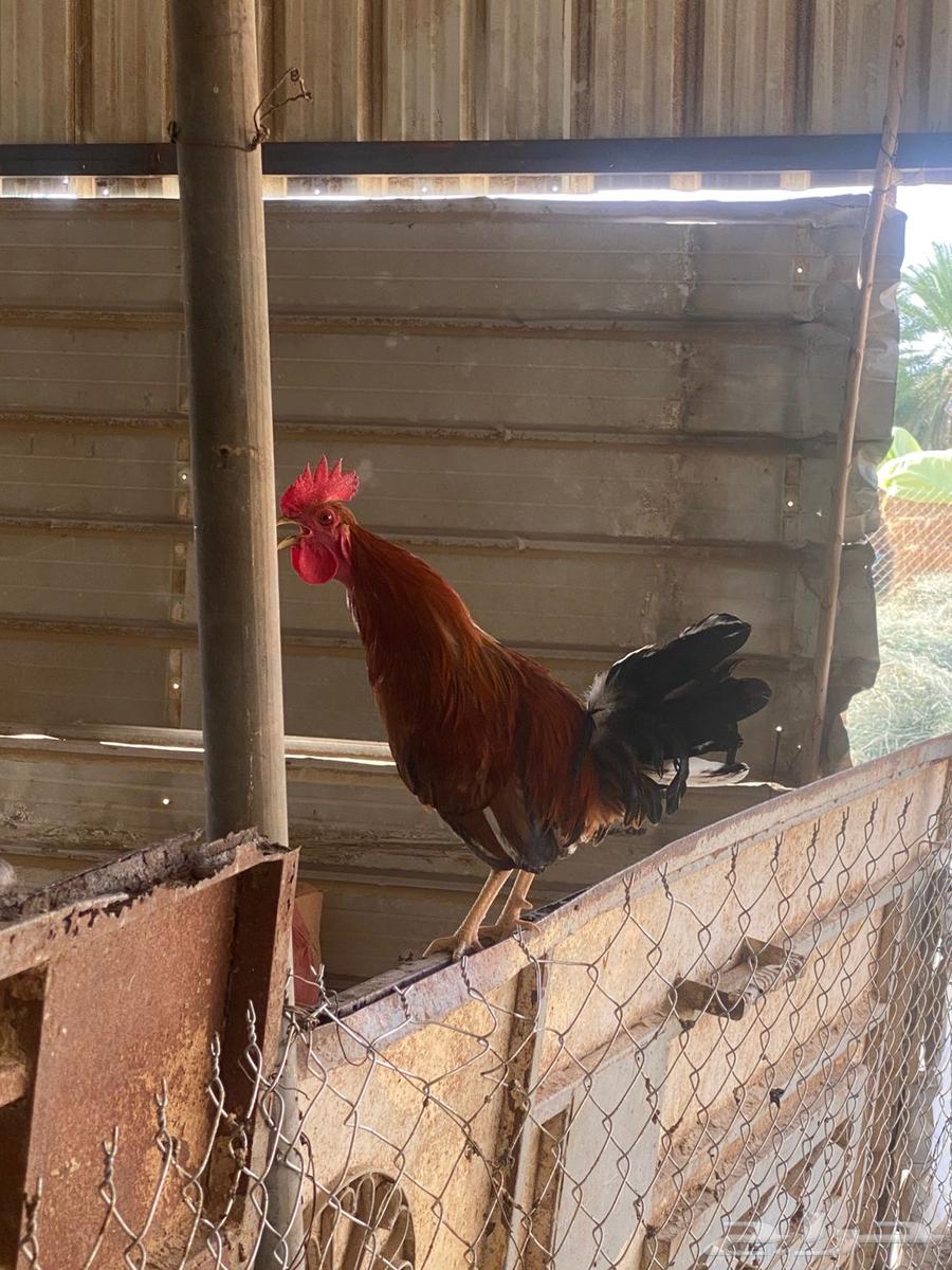 ديكه للبيع64578201012994110