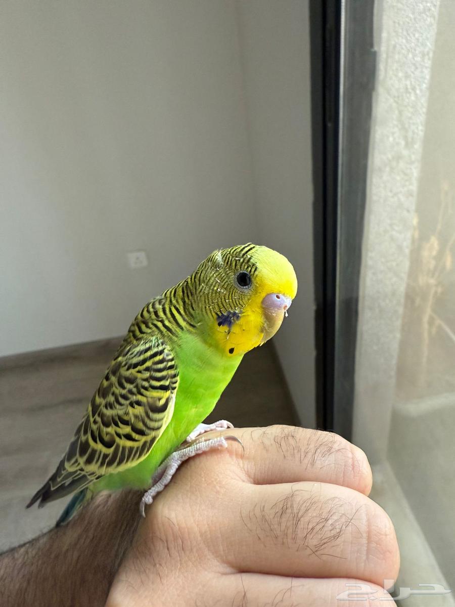 طيور للبيع64514389787393110