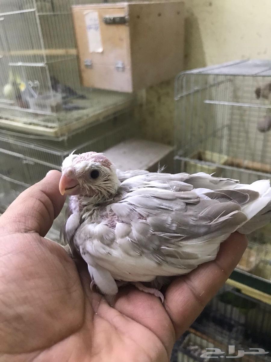 ( تم البيع ) فروخ كوكاتيل ( كروان ) جاهزة للغر والتدريب64578937207426112