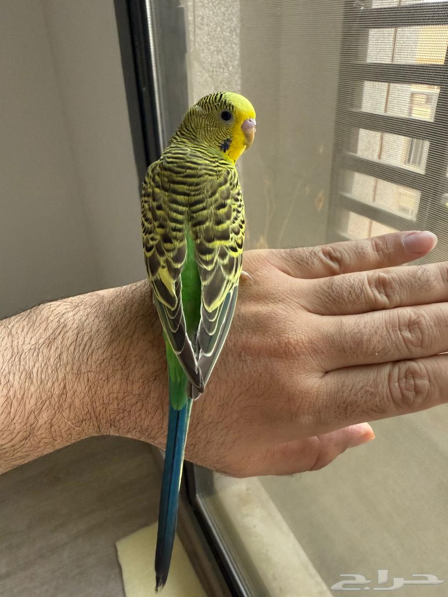 طيور للبيع64514389787393113