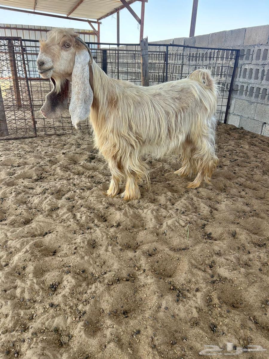 عنز عارضيه صفرا فاخره .. تم البيع64574019652866110