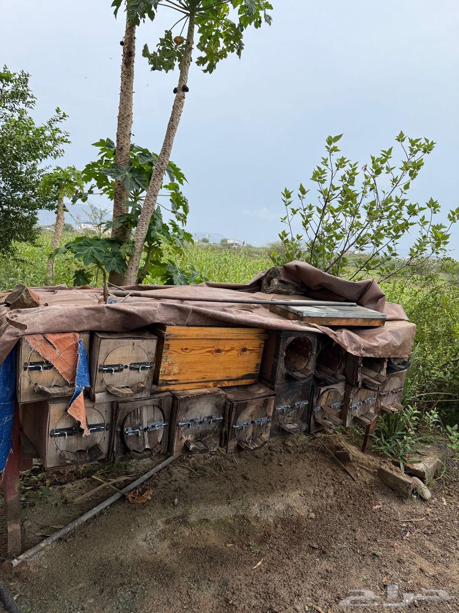 عيدان نحل   قلص64579239179522111