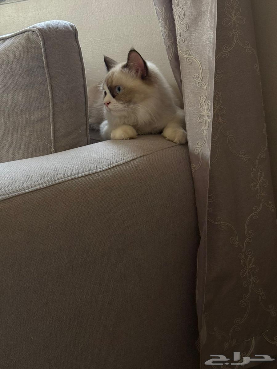 قطط للبيع64575780998915111