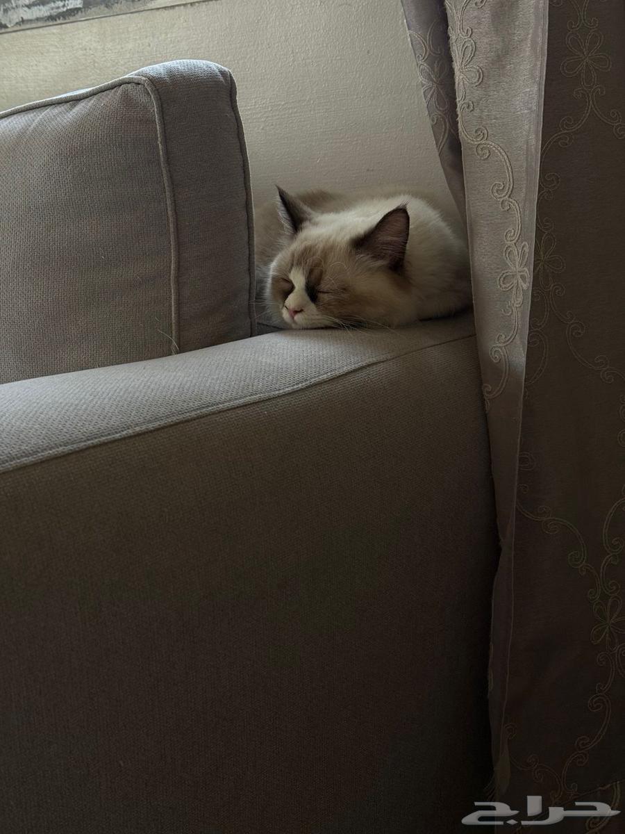 قطط للبيع64575780998915110