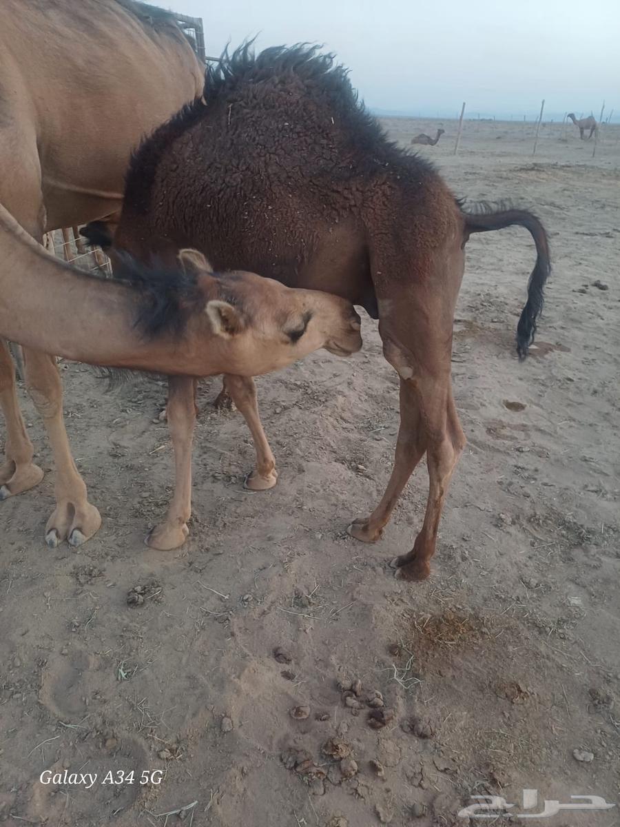 4 قعدان فاخرات على حليب امهاتهن64579005659521112