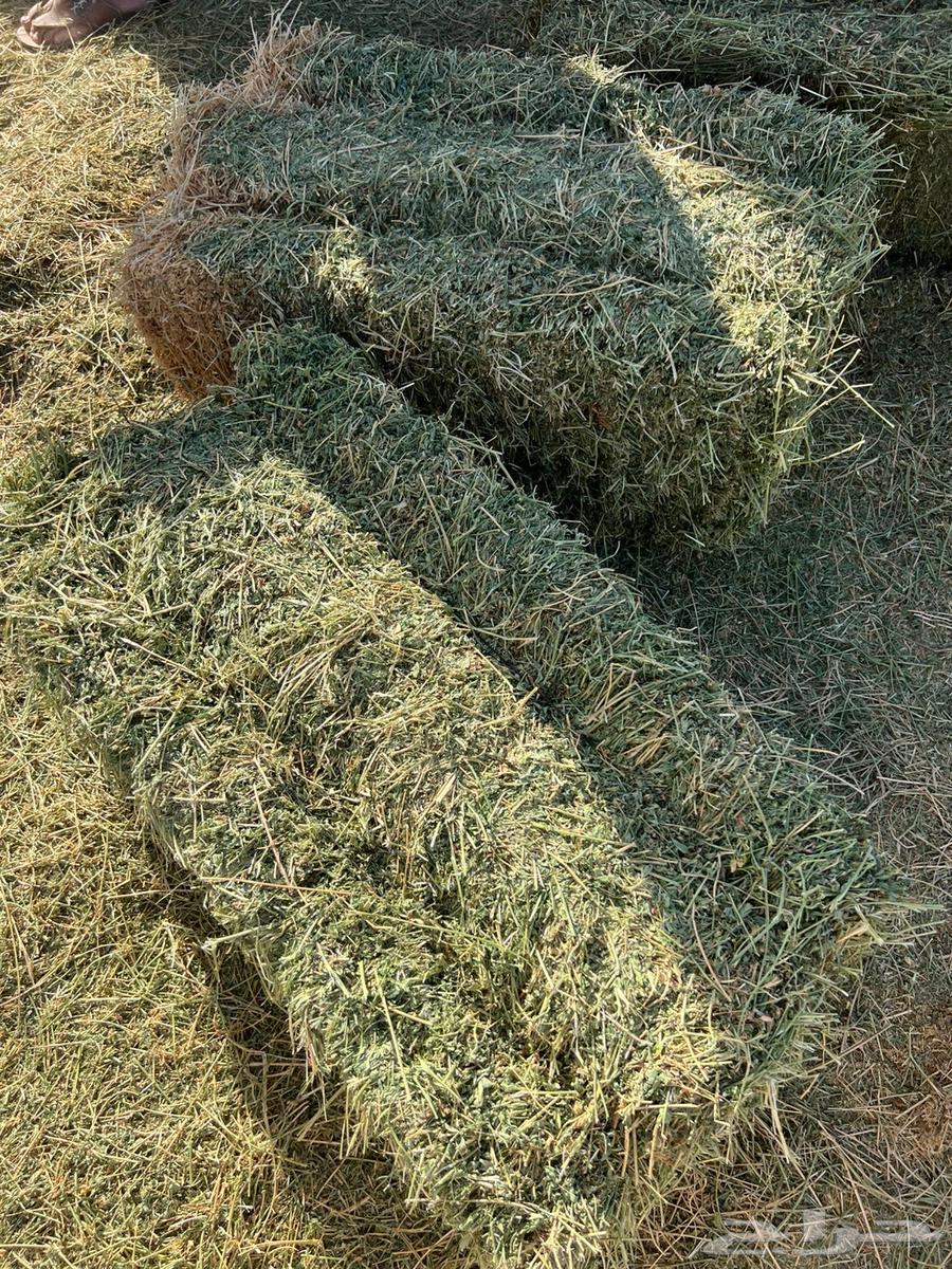 Soft clover64574790326531110