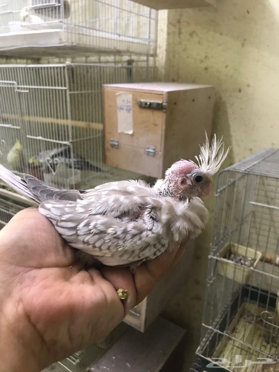 ( تم البيع ) فروخ كوكاتيل ( كروان ) جاهزة للغر والتدريب64578937207426111