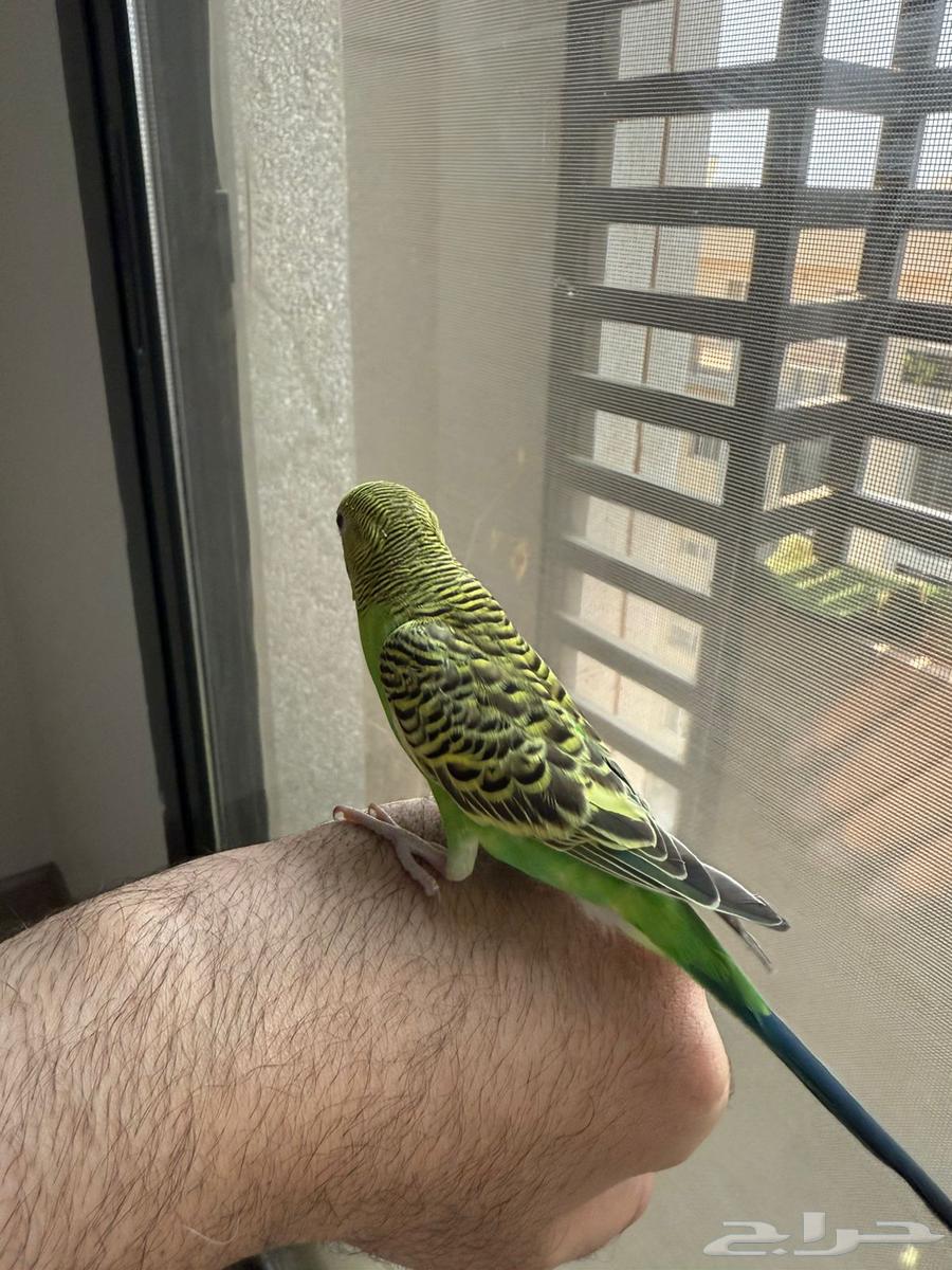 طيور للبيع64514389787393111