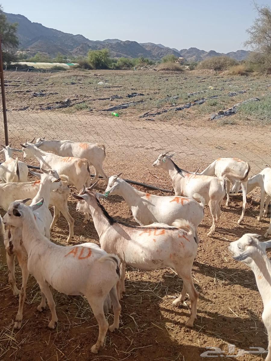 تيوس وقعدان صوماليه للبيع تربيه64572116611586114