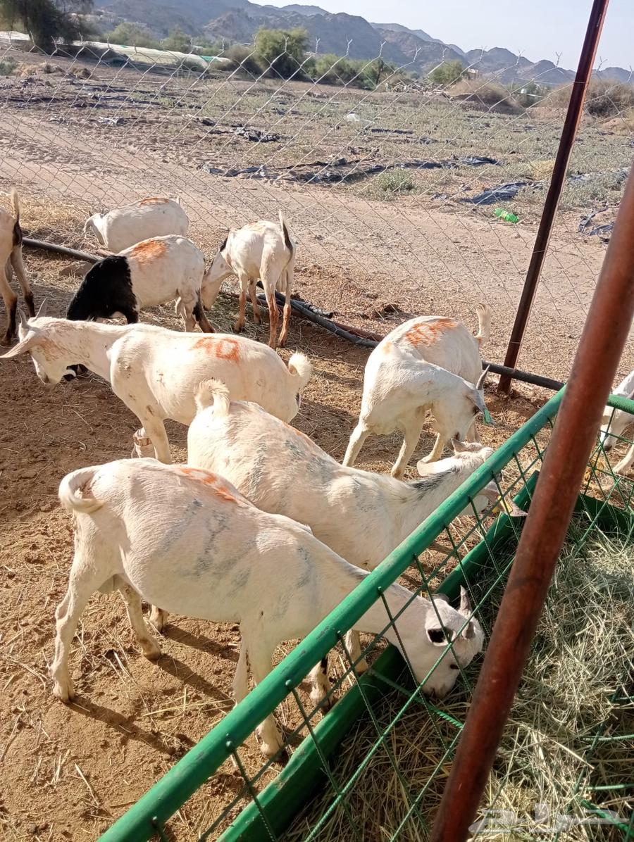 تيوس وقعدان صوماليه للبيع تربيه64572116611586113