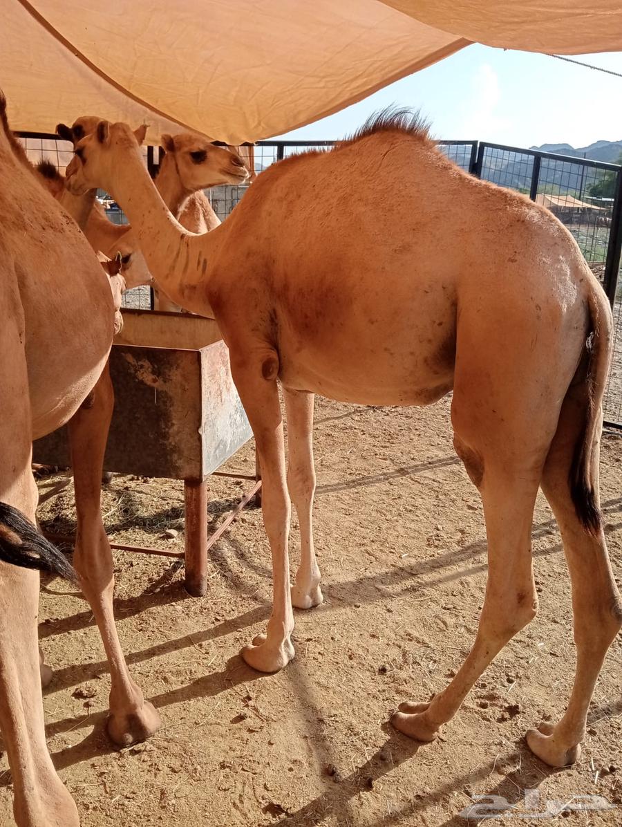 تيوس وقعدان صوماليه للبيع تربيه64572116611586112