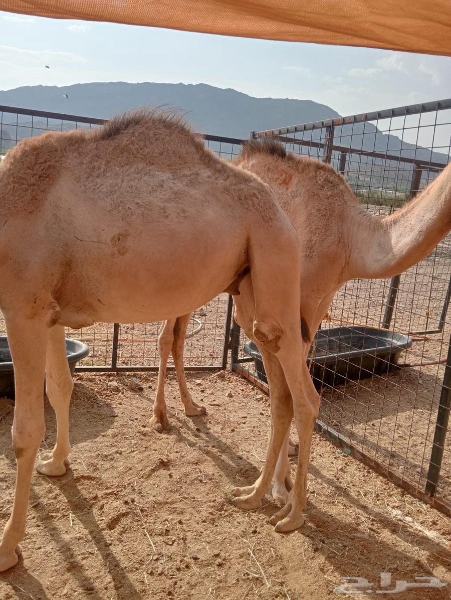 تيوس وقعدان صوماليه للبيع تربيه64572116611586110