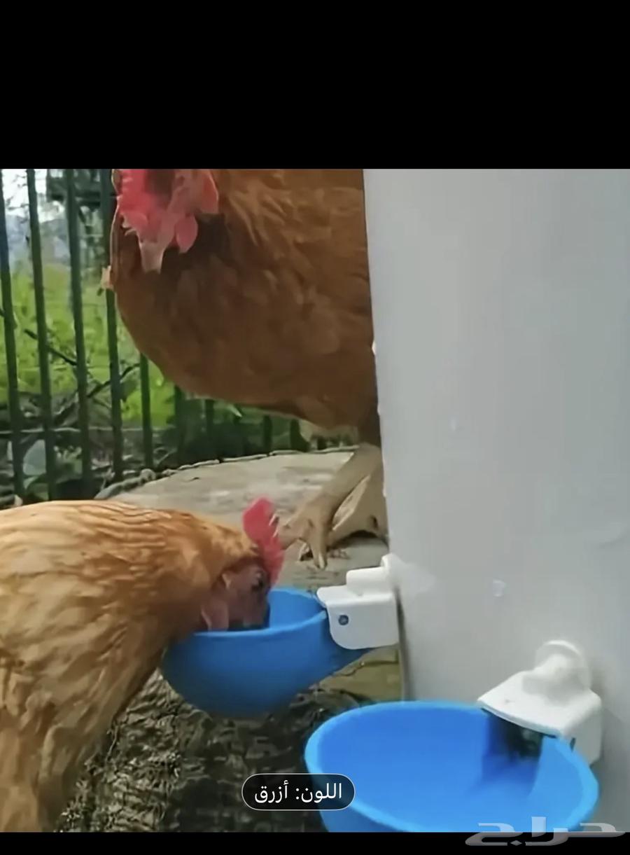Birds Watering and Drinking Troughs64574256842242111