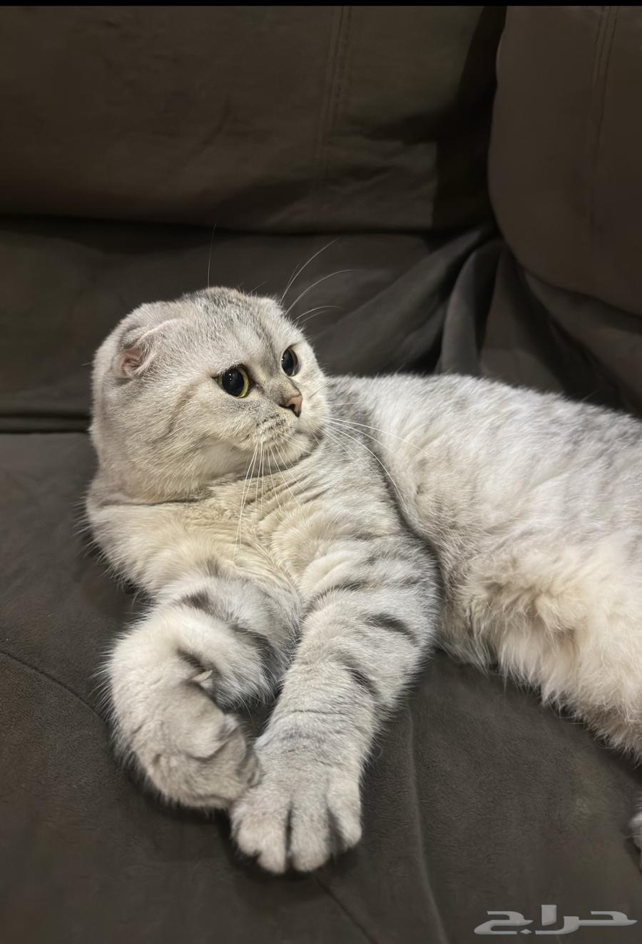 Scottish fold64579718552321111