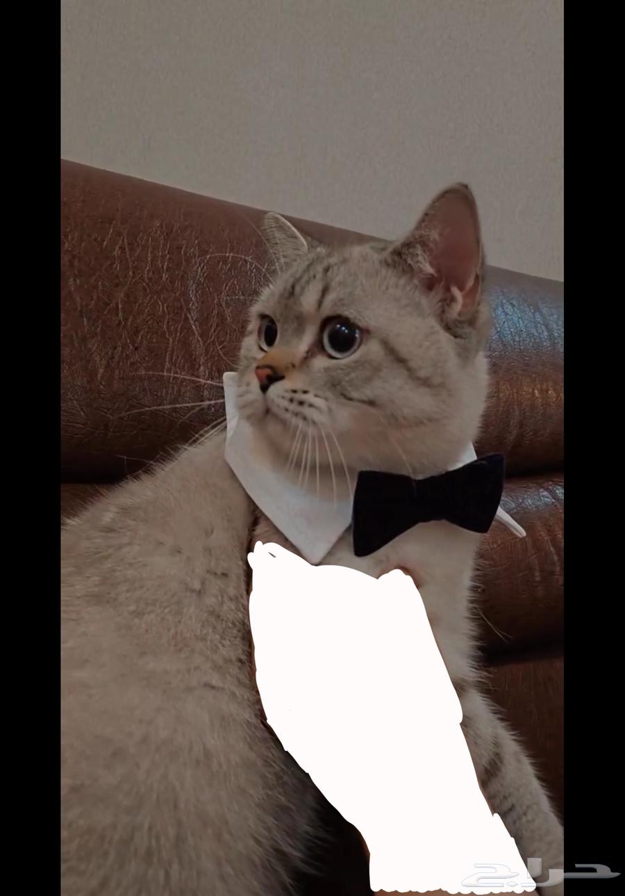 قط بريتش للبيع64575154232707113