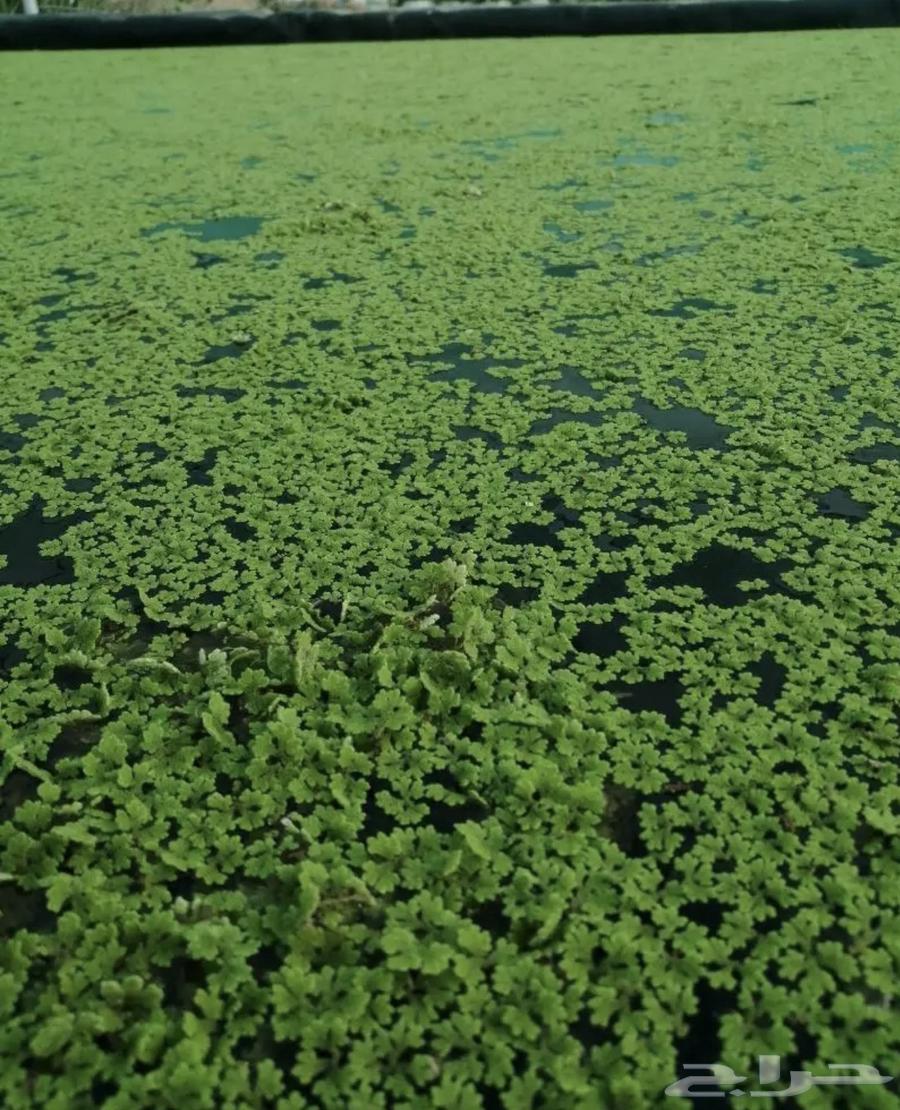 Azolla64565549865987113