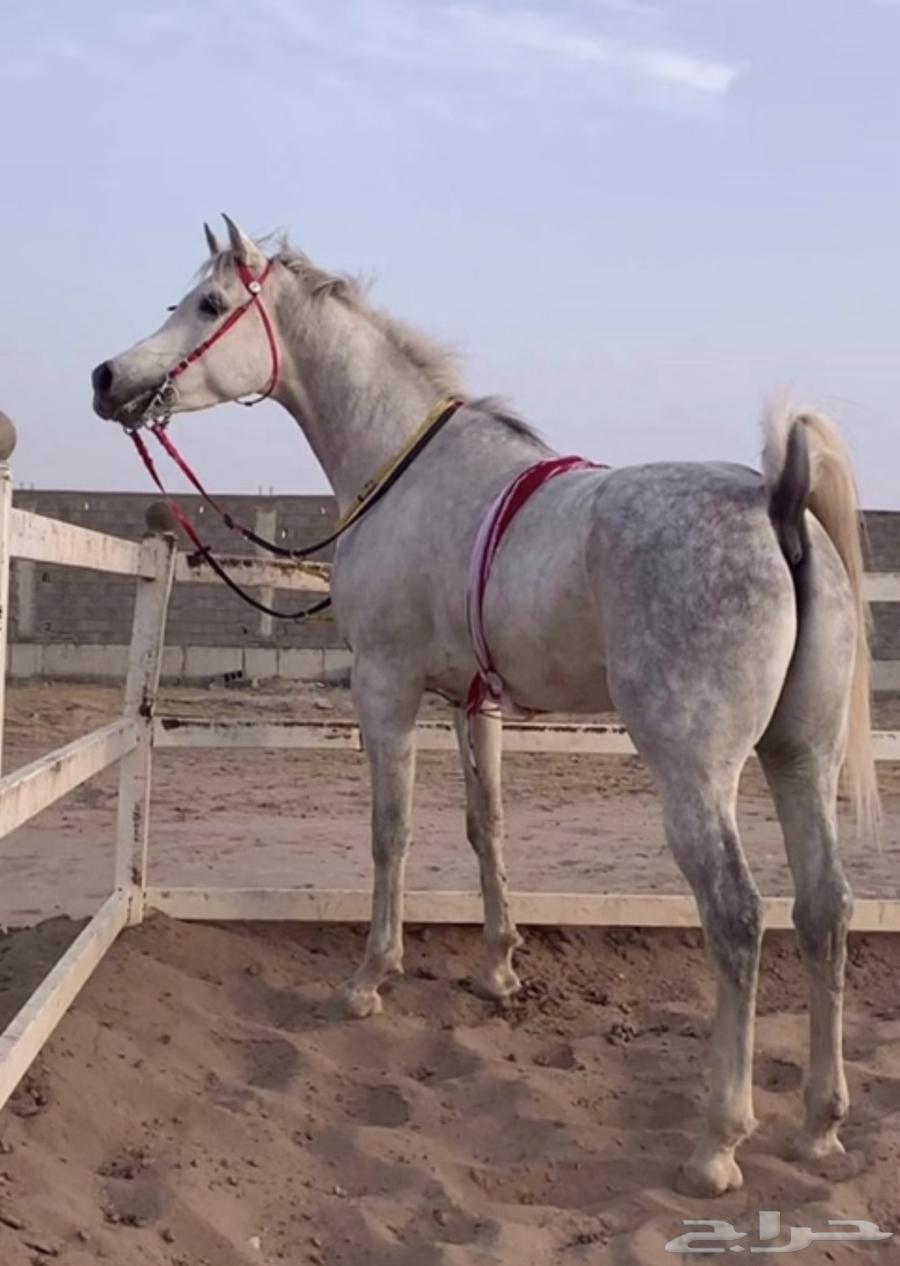 حصان ورق للبيع64572737260673111